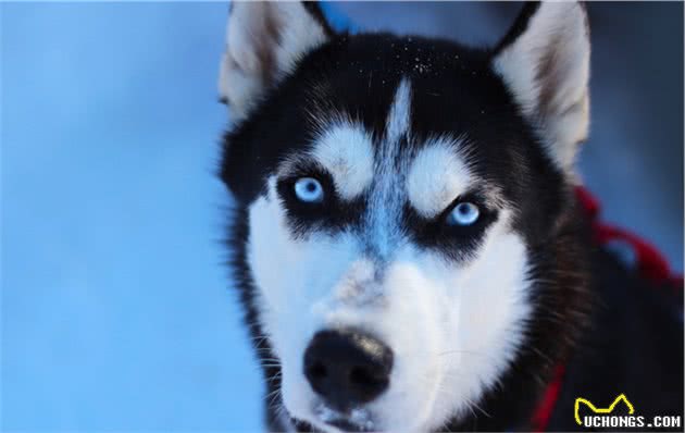 拆家狂魔—西伯利亚雪橇犬