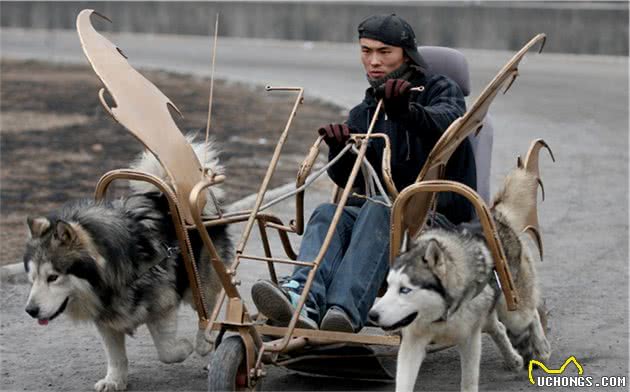 拆家狂魔—西伯利亚雪橇犬