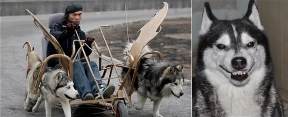 拆家狂魔—西伯利亚雪橇犬