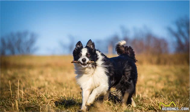 你是否真的了解边牧的特质并确信自己需要一只边境牧羊犬