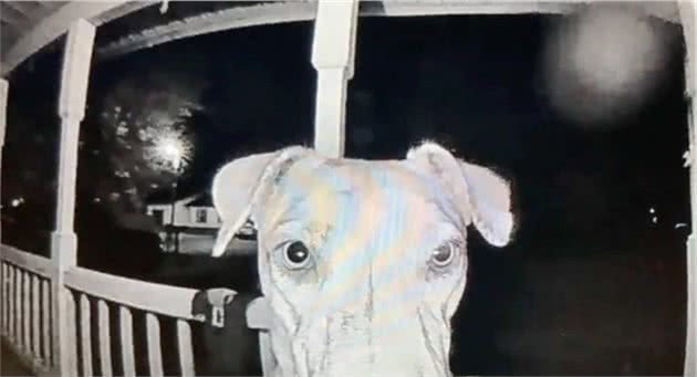 狗狗被烟花吓得离家出走,在主人正心急如焚时,它自己敲门回来了