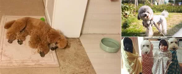 造成泰迪弃养率“高居不下”的原因，你真的了解了吗？