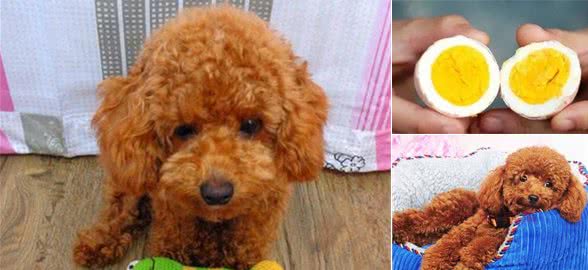 泰迪犬最“紧张”的4件东西,一般人不能随便碰