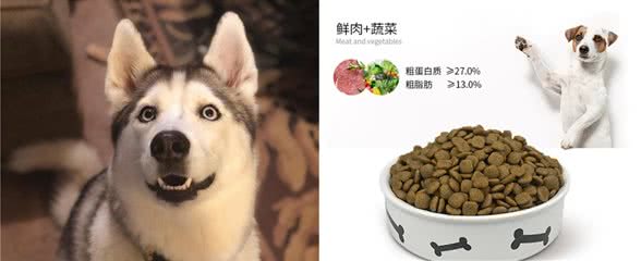 狗狗总是很爱叫，吵得人睡不着，教你7个办法解决
