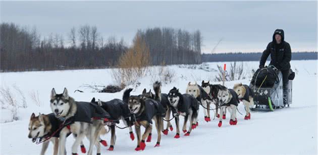 雪橇犬套上就能跑？二哈：虽然我蠢，但我没你想的那么蠢