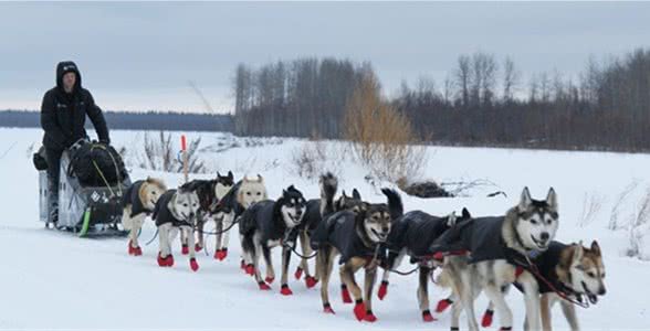 雪橇犬套上就能跑？二哈：虽然我蠢，但我没你想的那么蠢