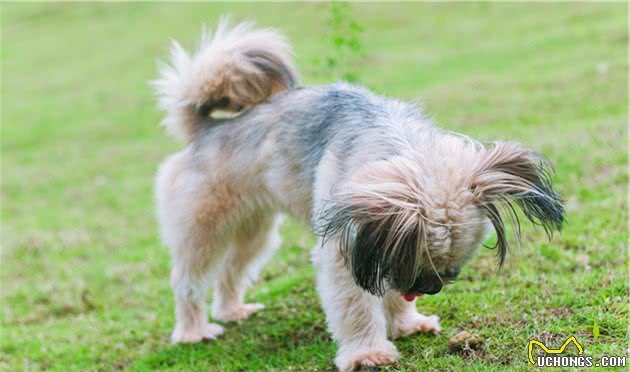 你知道幼犬长牙的时间线吗？幼犬牙齿发育的时候需要注意些什么？