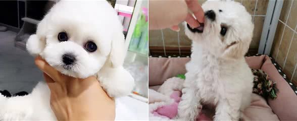 比熊犬自愿让你“摸”这些部位，说明已经爱上你