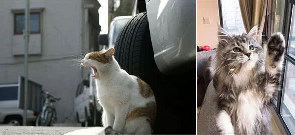 令猫咪痴迷的几种味道：铲屎官的臭脚丫子居然也能上榜