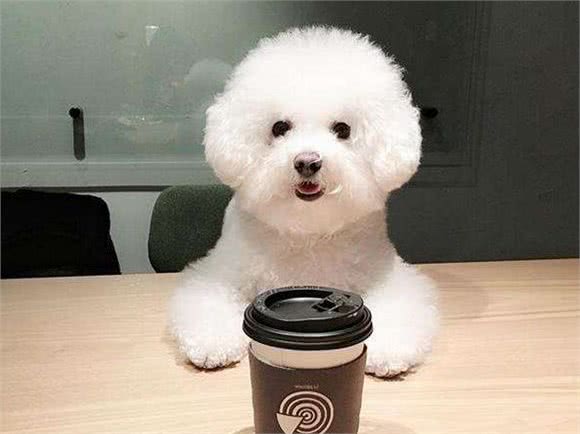 为什么有时候摸比熊犬，它会忽然翻脸咬人？主要原因有5个