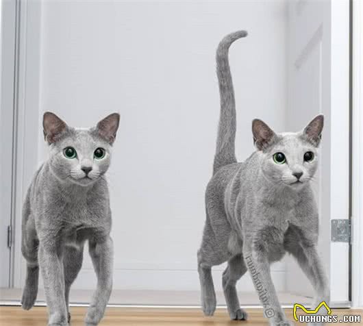这家人的猫咪颜值超高，除了一见你就笑的猫，还有...