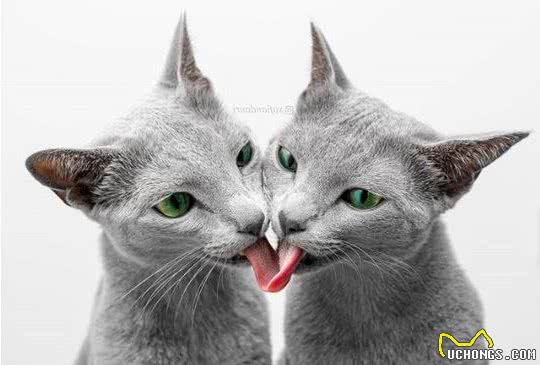 这家人的猫咪颜值超高，除了一见你就笑的猫，还有...