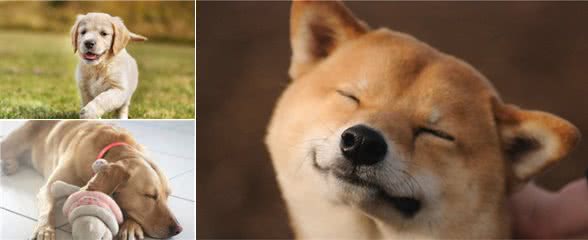 养狗小课堂：让狗狗愉快地待在狗笼中，你需要知道这六个小技巧！