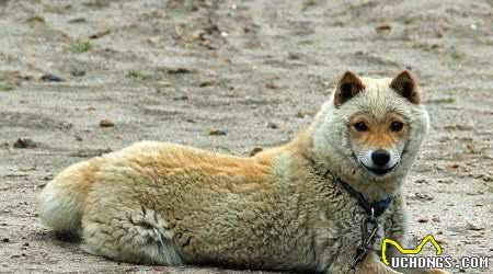 超稀有的“山阴柴犬”真的很可爱：长得既像美猴王又像山羊