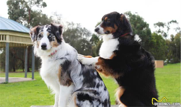 治疗犬除了能治人还能治狗，压力大的狗狗，不妨多交朋友