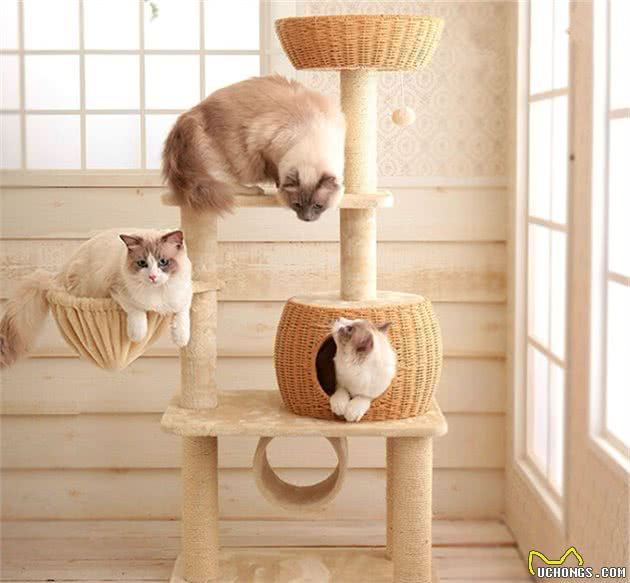 新手养猫｜10种必买和10种避雷的猫咪用品