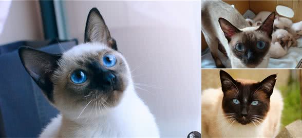 暹罗猫掉毛严重是什么原因？暹罗猫掉毛严重怎么办？