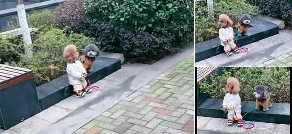 网友以为有位小朋友在遛狗,走近才发现是两只狗,衣服好有个性