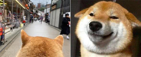 柴犬养不胖，是什么原因？怎么才能变胖？