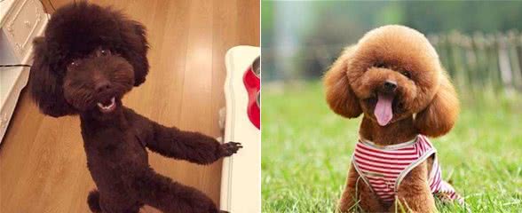 事实证明：泰迪犬最怕的还是这5样东西