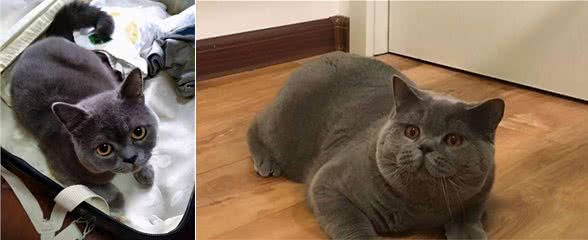 再这样养蓝猫，它的寿命都要减半，放过它吧