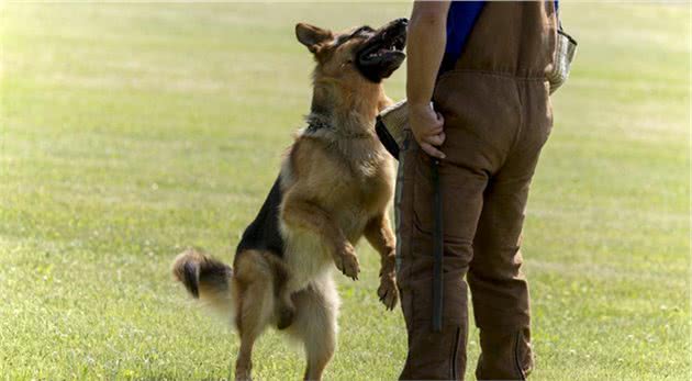 警犬体检，被吓得瑟瑟发抖，洋相百出，警犬：我也是个宝宝啊