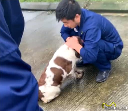 警犬体检，被吓得瑟瑟发抖，洋相百出，警犬：我也是个宝宝啊