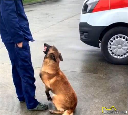 警犬体检，被吓得瑟瑟发抖，洋相百出，警犬：我也是个宝宝啊