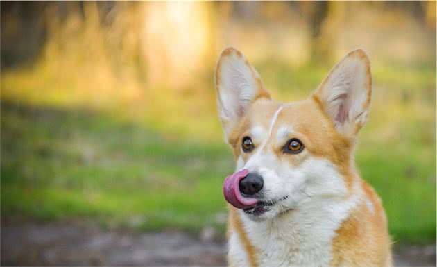 柯基犬耳螨有传染性，虽不传染给人，但要怎么处理