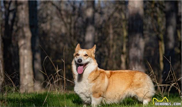 柯基犬耳螨有传染性，虽不传染给人，但要怎么处理