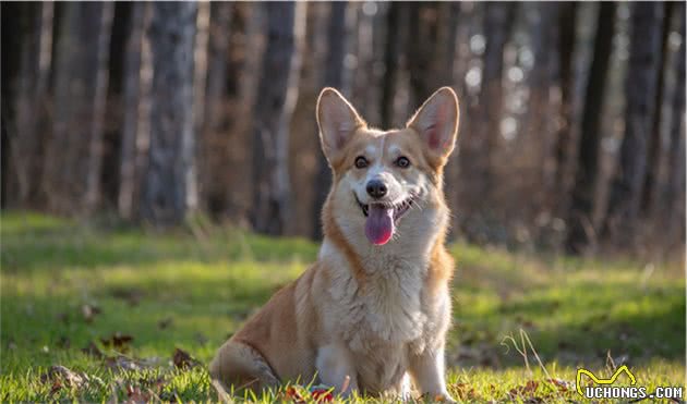 柯基犬耳螨有传染性，虽不传染给人，但要怎么处理