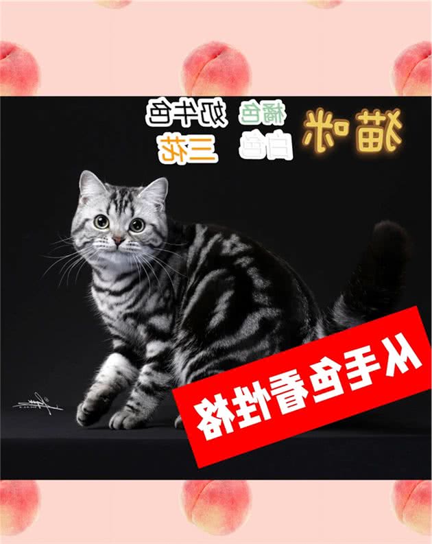 猫咪的毛色决定了它的性格，你家猫是什么色？