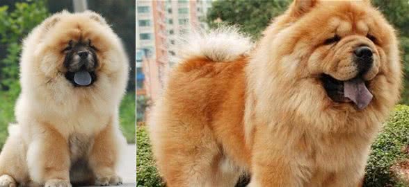 蠢萌蠢萌的松狮犬，真是傻傻的可爱