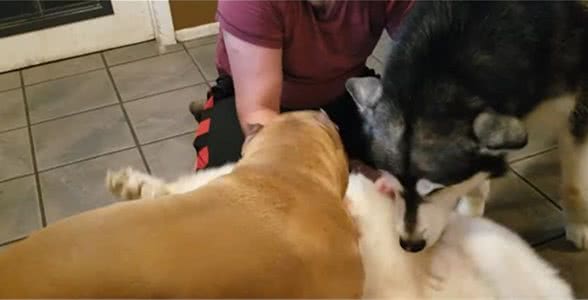 主人为萨摩耶挠痒，比特犬和哈士奇嫉妒，反刺激主人把萨摩举高高