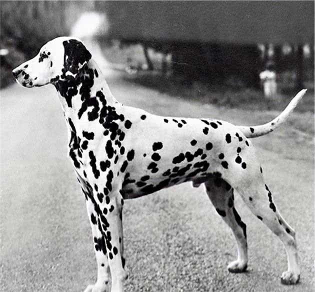 寻根问祖系列（59）：大麦町犬（Dalmatian）