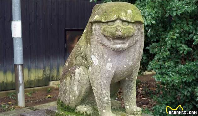 中国石狮子的近亲还是远房？诉说日本神社狛犬的身世