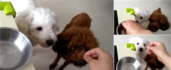 狗狗不想吃狗粮?主人只好使出终极大招:狗粮“大挪移”