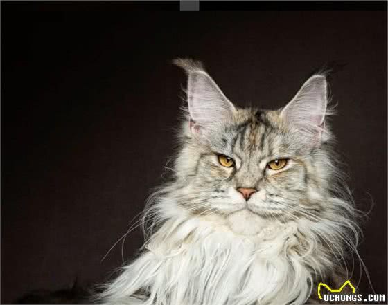 外表威风凛凛，像个酷仔的缅因猫，还有这样的一面