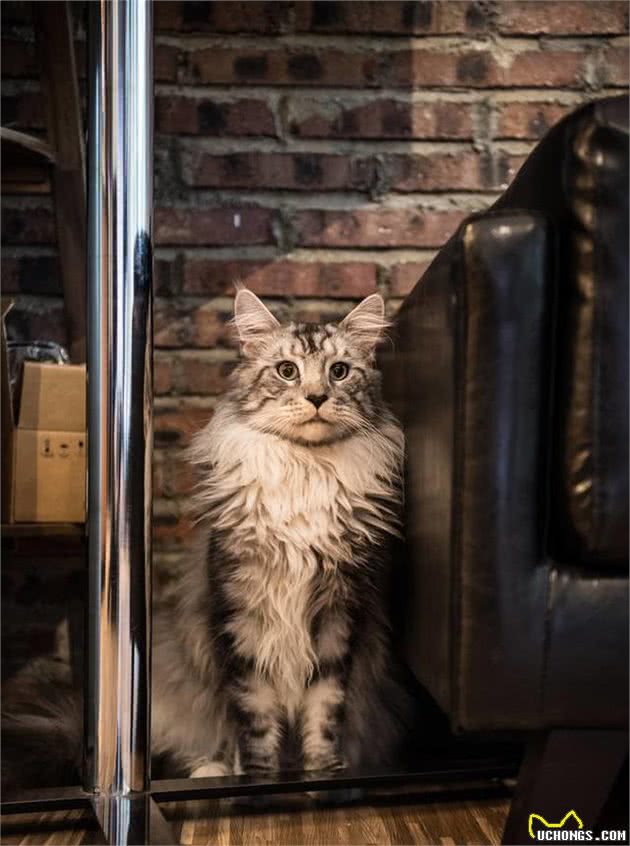 外表威风凛凛，像个酷仔的缅因猫，还有这样的一面