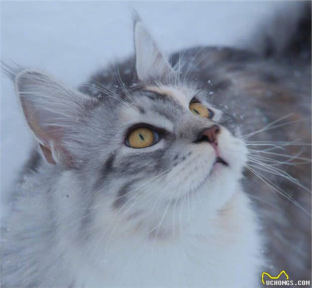 外表威风凛凛，像个酷仔的缅因猫，还有这样的一面
