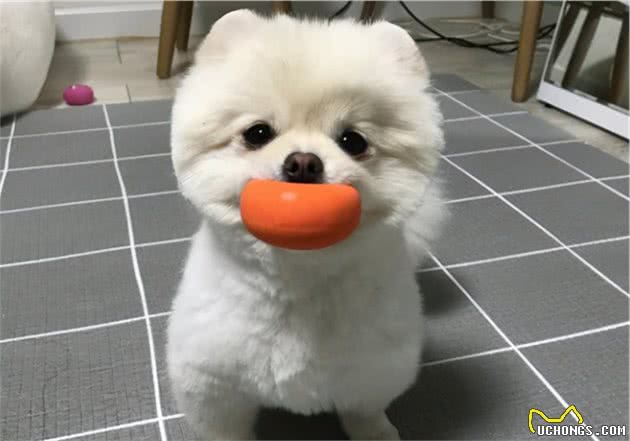 一只狗真正“依赖”你，才会有这些表现