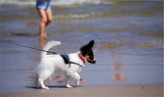 饲养蝴蝶犬，这几个误区，至今还有人犯