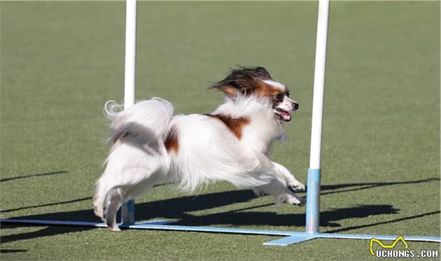 饲养蝴蝶犬，这几个误区，至今还有人犯