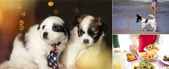 饲养蝴蝶犬,这几个误区,至今还有人犯