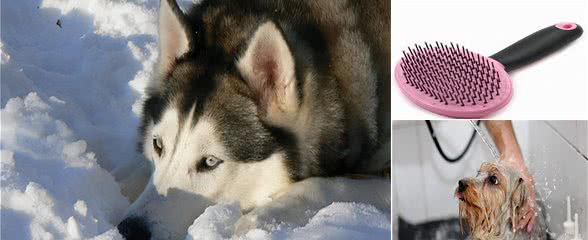家有爱宠：狗狗掉毛怎么清理？家里狗毛满天的处理方法