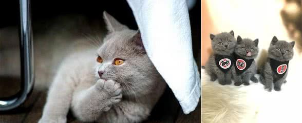 猫猫界的淡定哥—英国短毛猫