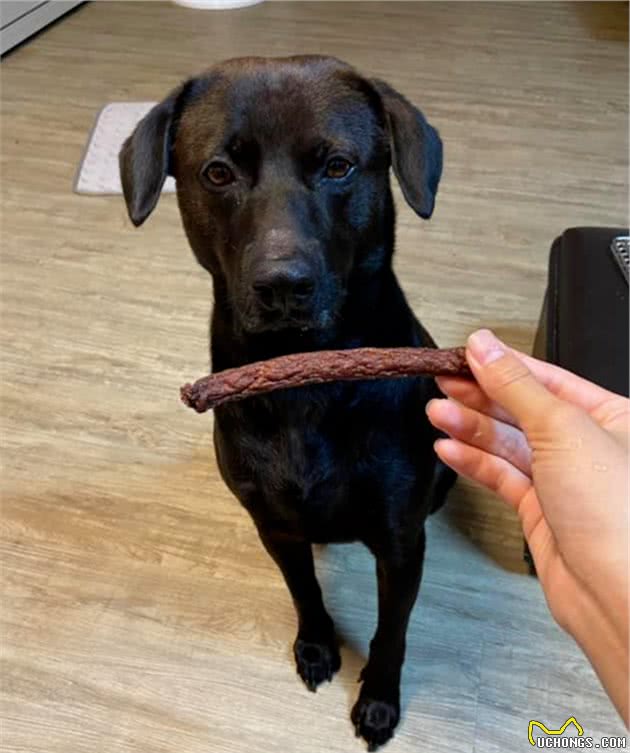 麻麻喂狗狗吃大便形状的零食，狗子眼神超有戏