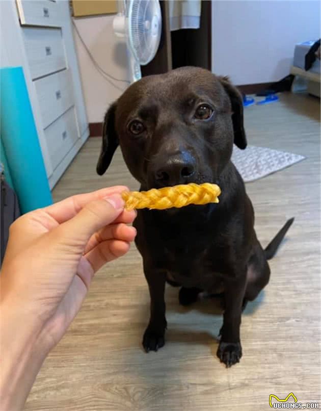 麻麻喂狗狗吃大便形状的零食，狗子眼神超有戏