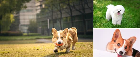 狗狗的不同眼神代表了什么？