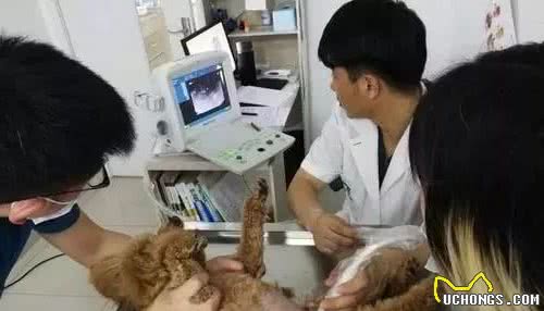 狗狗怀孕有哪些征兆？